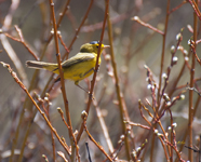 Wilsons Warbler